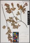 Foto von Salix aurita L. x Salix myrtilloides L.